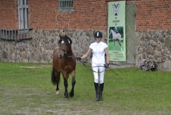 Noored eesti hobused Toris