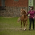 Noored eesti hobused Toris