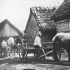 Eesti hobused Ruhnu saarel. Foto: Rannarootsi muuseum