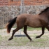 Eesti hobune