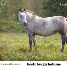 Rosinante on sündinud 1999. aastal Saaremaal, i. Rumm, e. Museta, kasvataja ja omanik Aili Kirst. 

Rosinante sündis tugeva ja reipa varsana, oli edukas noorhobuste ülevaatusel. Ta on mitmekülgne, nagu ühele eesti hobusele kohane. Alates 2004. aastast on ta toonud kümme varssa, kellest viimase sel aastal. Tema järglastest on täisvennad Rokenroll ja Reibas (i. Rool) saanud EHSis tunnustatud täku nimetuse (esialgu ajutise). Lisaks sellele, et ta on olnud suurepärane sugumära, on ta ka tubli võistlustel – sõitnud takistussõitu kuni 100 cm. Tänu oma intelligentsele loomusele on ta kannatlik ja hea õpetaja ka noortele algajatele ratsanikele.

Foto autor: Helin Kurisoo